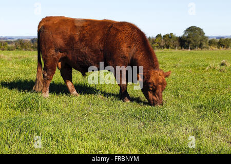 Red Bull race Angus paissant dans la campagne Banque D'Images