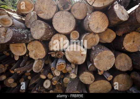 Sciage de bois empilé Banque D'Images