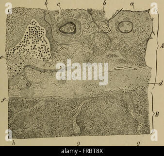 Les éléments d'Histologie Pathologique avec référence spéciale à des méthodes pratiques (1895) Banque D'Images