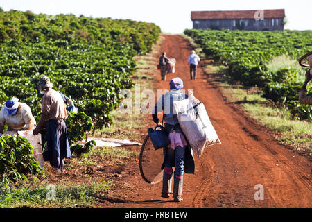 Les travailleurs ruraux dans les plantations de café Banque D'Images