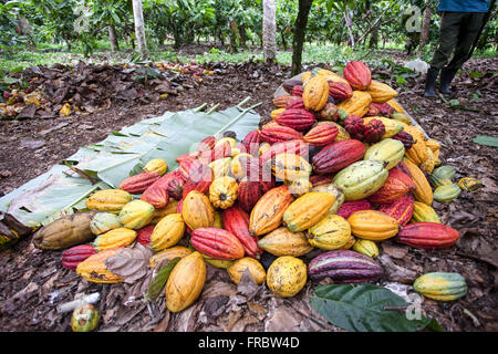 Tas de fèves de cacao dans le sol après la récolte Banque D'Images