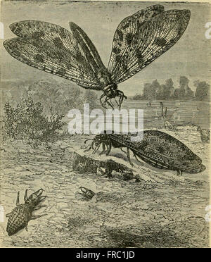 Ce travail explore la métamorphose et les cycles de vie de divers groupes d’insectes, dont les insectes, les myriapodes, les arachnides et les crustacés. adapté pour les lecteurs anglais de l’étude originale de M. Émile Blanchard. Banque D'Images