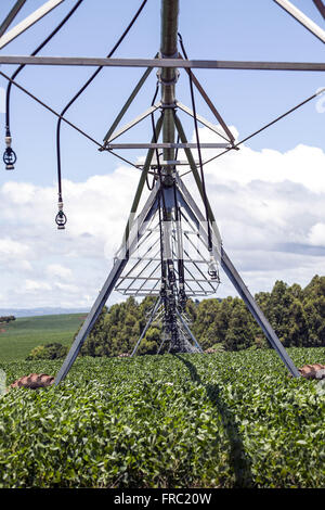 Champ de soja irriguées avec pivot central dans la campagne Banque D'Images