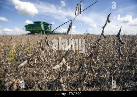 Gousses de soja transgéniques prêtes pour la récolte dans la campagne - l'ensileuse background Banque D'Images