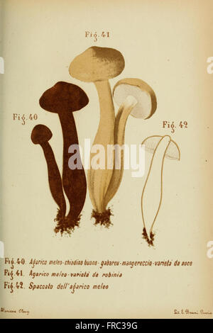 Sui funghi Trattatello popolare (Figs. 40-42) Banque D'Images