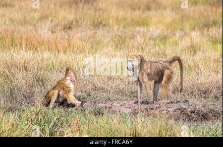 Deux jeunes chamca babouins (Papio ursinus) jouant à Savannah, Sandibe Camp, Moremi, Okavango Delta, Kalahari, Botswana, Afrique du Sud Banque D'Images