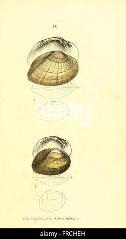 Monographie de la famille UnionidC3A6 (planche XII, fig. 2) Banque D'Images