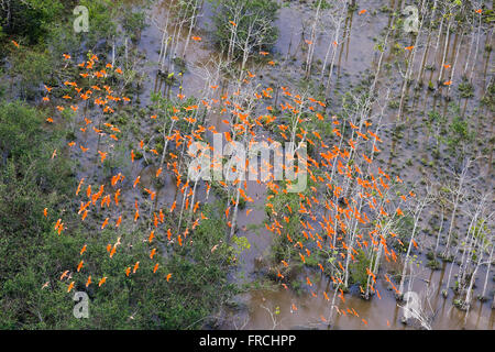 The Guaras survolant la zone inondée dans le lac Réserve Biologique Piratuba Banque D'Images
