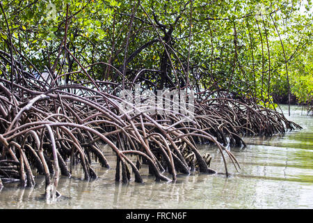 Des racines aériennes de la mangrove lagoon en Amaro Mesquita - connue sous le nom de Tibau Lagoa Banque D'Images