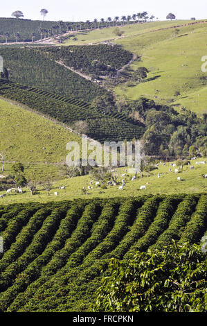 Les plantations de café et de création de bovins Nelore à la campagne Banque D'Images