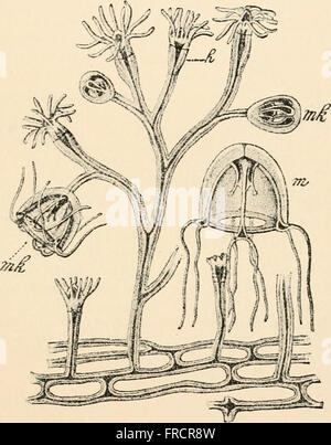 Text-book de l'anatomie comparée (1898) Banque D'Images