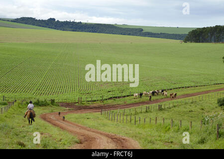 Knight jouer race mélangée du bétail sur une route de terre dans la campagne Banque D'Images