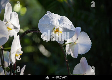 Orchidées dans le jardin des orchidées, jardins botaniques de Singapour Banque D'Images