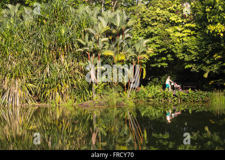 Mère expatrié bébé marche dans les jardins botaniques de Singapour Banque D'Images