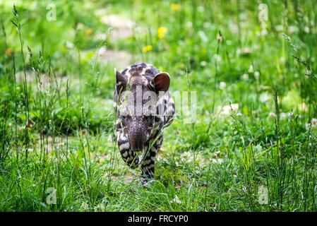 Bébé de neuf jours de l'Amérique du Sud en voie de disparition (Tapirus terrestris tapir), également appelé tapir brésilien ou lowland tapir Banque D'Images