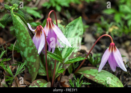 Erythronium dens-canis feuilles violettes de la dent du chien Banque D'Images