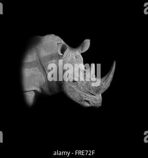 Un monochrome sombre portrait d'un rhinocéros blanc Banque D'Images