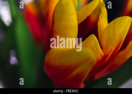 Bouquet de tulipes fraîches macro close-up shot Banque D'Images