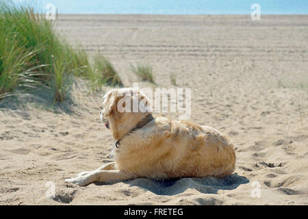 Profitant de la plage golden retriever Banque D'Images