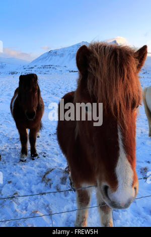 Poneys islandais en hiver la neige, près de la ville de Akranes, Péninsule de Snæfellsnes, côte ouest de l'Islande Banque D'Images