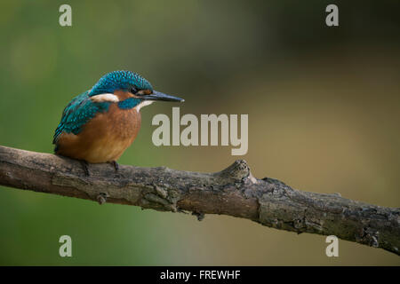 Kingfisher eurasien Alcedo atthis Optimize ( / ), jeune oiseau, perché au-dessus de son milieu naturel sur une branche pour la chasse. Banque D'Images