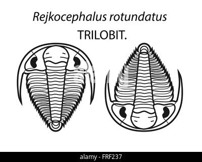 Représentation croquis de trilobites Illustration de Vecteur