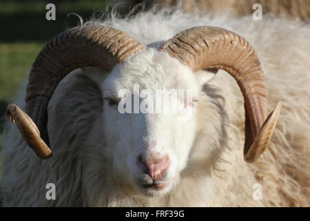 Une tête de bélier vu de face, avec la lumière du soleil entrant par la droite. Banque D'Images