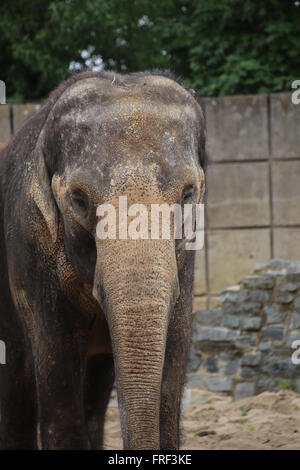 Plan moyen d'un éléphant d'Asie (Elephas maximus). Banque D'Images