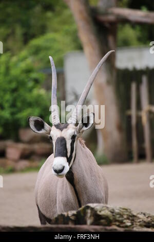 Un gemsbuck (Oryx gazella gazella) vu de l'avant. Banque D'Images