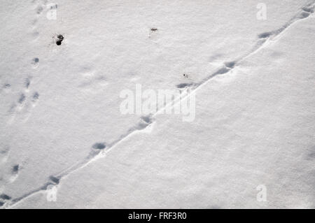 Le faisan commun Phasianus colchicus, pied, queue et sentiers dans la neige Banque D'Images