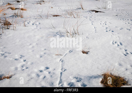 Wild Lapin européen, Oryctolagus cuniculus, traces de pas dans la neige avec le Faisan de Colchide Phasianus colchicus, pied, queue et sentier. Banque D'Images