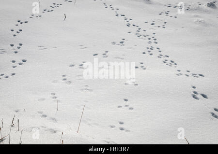 Wild Lapin européen, Oryctolagus cuniculus, traces de pas dans la neige Banque D'Images