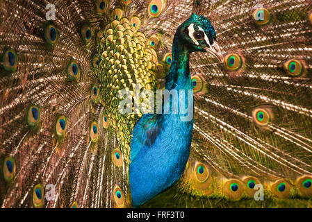 Un gros plan de la tête et les épaules d'un mâle paon indien, Pavo cristatus. Banque D'Images