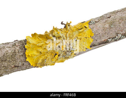 Lichen orange commun (échelle jaune également, la solarisation maritime ou lichen lichen) rive (Xanthoria parietina) sur l'écorce des arbres isolés o Banque D'Images