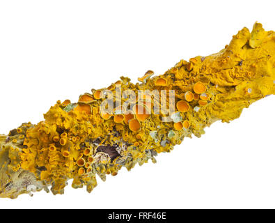 Lichen orange commun (échelle jaune également, la solarisation maritime ou lichen lichen) rive (Xanthoria parietina) sur l'écorce des arbres isolés o Banque D'Images