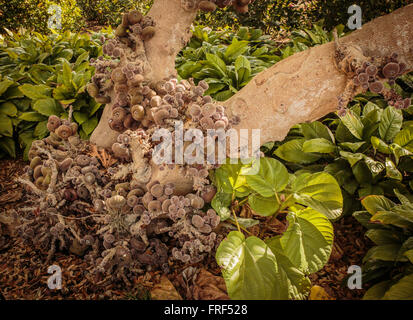 Figuier au Jardin Botanique au Largo sur la côte du golfe de la Floride Banque D'Images