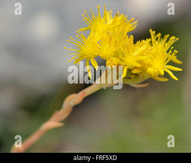 Réfléchi orpin (Sedum rupestre) close up de fleur. Fleurs jaune d'une plante succulente de la famille des Crassulaceae Banque D'Images