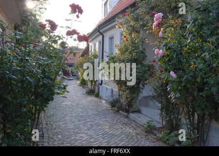 L'île de Viking : Gotland. - 05/08/2007 - Europe - escalade certains rosiers rose rouge et décorer une allée de Visby. - La Banque D'Images
