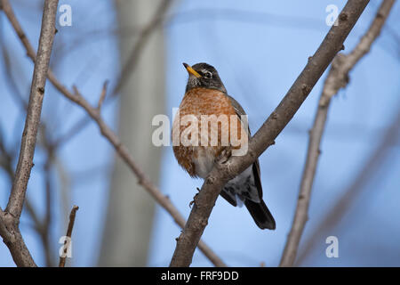 Merle d'Amérique (Turdus migratorius) à l'automne Banque D'Images