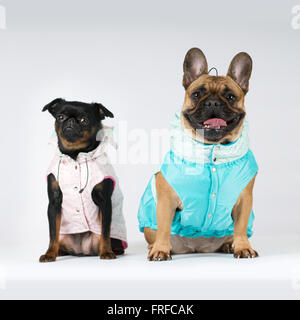 Deux chiens de race lap en costumes Banque D'Images