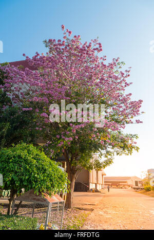 Tebebuia (trompette) Fleur rose en fleurs, Tabebuia rosea avec ciel bleu Banque D'Images