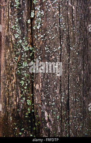 Mousse verte et la moisissure sur le vieil arbre. Fond texturé bois avec texture mousse verte Banque D'Images