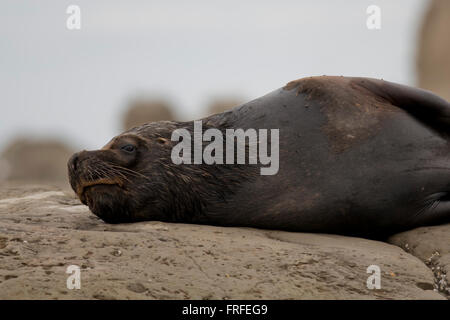 De l'homme lion de mer d'Amérique du Sud sur les rochers au péninsule Valdez, Patagonie, Argentine Banque D'Images