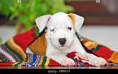 American Staffordshire terrier puppy sitting on blanket Banque D'Images