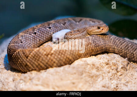 Western diamondback diamondback Texas ou crotale (Crotalus atrox) un crotale venimeux que l'on trouve dans le Sud-Ouest des États-Unis et du Mexique Communiqué de modèle : N° des biens : Non. Banque D'Images