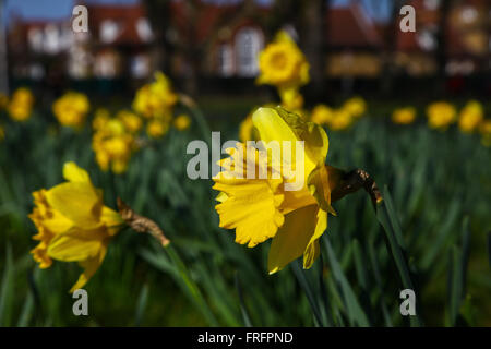 Londres, Royaume-Uni. 22 mars, 2016. UK : météo ensoleillée glorieuse journée de printemps à Londres : Crédit Dinendra Haria/Alamy Live News Banque D'Images