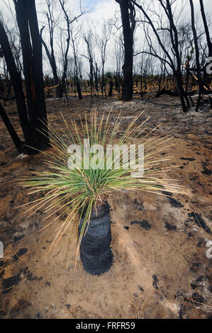 Preston Beach, sud-ouest de l'Australie de l'Ouest - 22 mars 2016 - arbres herbe (Xanthorrhoea) sont les premiers à montrer les pousses vertes et même des individus de cette taille peut être vieux de plusieurs siècles. Les premiers signes de la repousse après le terrible Janvier 2016 brousse commencent à être vu dans certains des écosystèmes forestiers indigènes australiens dans la région à la suite de pluies récentes. Credit : Suzanne de Long/Alamy Live News Banque D'Images