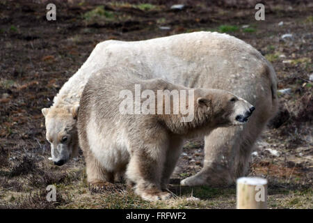 Le Kincraig, Ecosse, Royaume-Uni, 22, mars 2016. L'ours polaire Arktos (L) et Victoria (R) sont introduits à l'autre dans la même enceinte dans le cadre du programme de reproduction des ours polaires à l'RZSS Highland Wildlife Park, Crédit : Ken Jack / Alamy Live News Banque D'Images