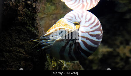 Gijon, Espagne. 22 mars, 2016. Nautilus Nautilus (Palau) Belauensis à l'Aquarium de Gijón la Journée mondiale de l'eau le 22 mars 2016 à Gijon, Espagne. Crédit : David Gato/Alamy Live News Banque D'Images