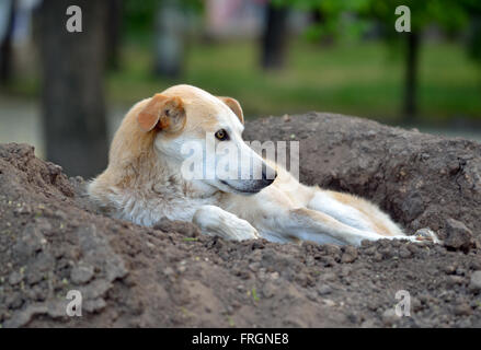 Chien couché sur un tas de terre dans le parc Banque D'Images